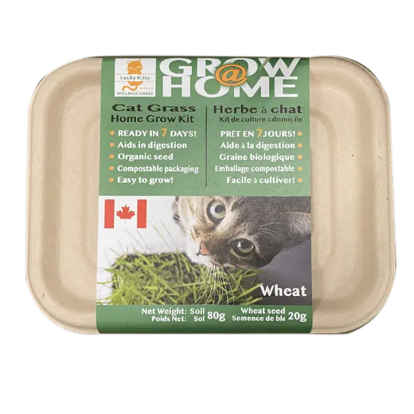 Lucky Kitty Grow @ Home Cat Grass Home Grow Kit; Wheat 1