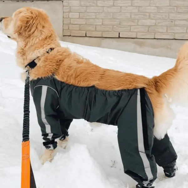 Foufoudog Bodyguard Dog Pants 1