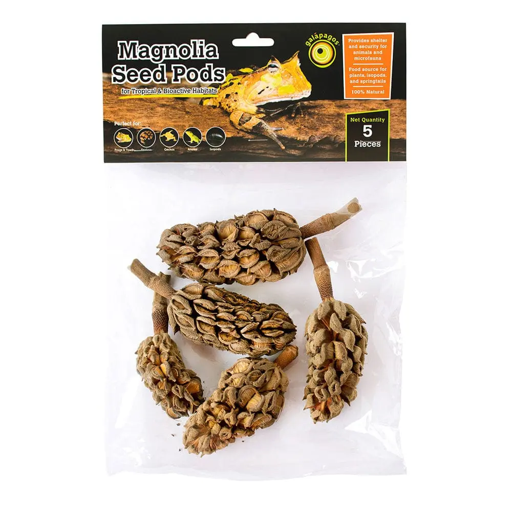 Galápagos Magnolia Seed Pods 1