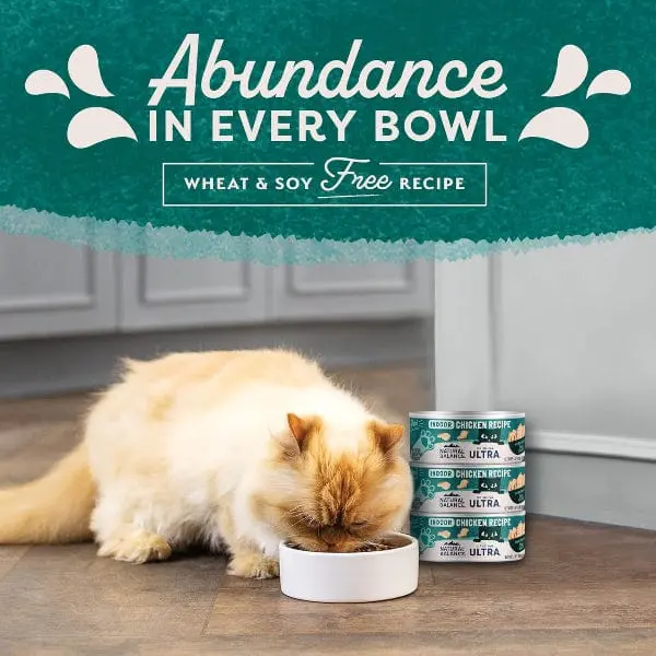 Natural Balance Ultra Indoor Chicken Recipe Canned Cat Food 2