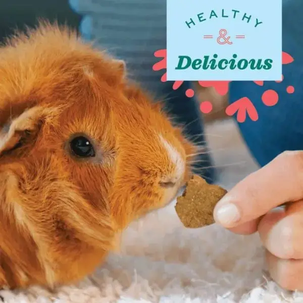 Oxbow Bene Terra Organic Barley Biscuits 2