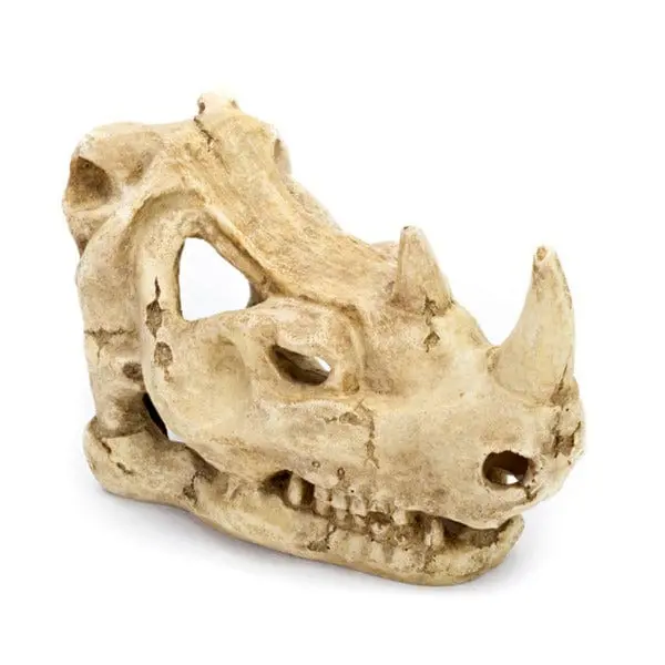 Resin Rhino Skull 1