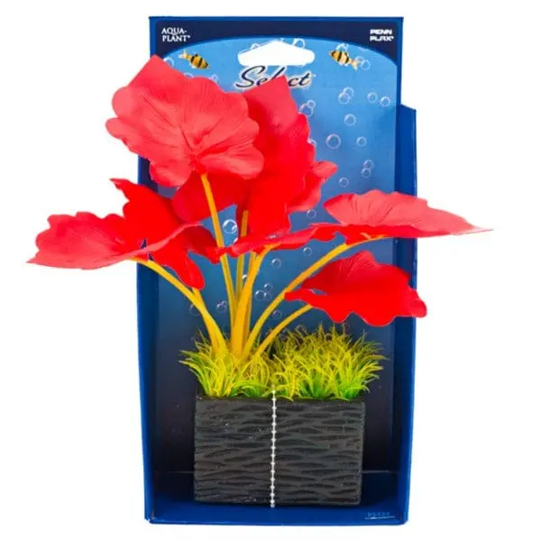 Select Red Plant With Square Base 1
