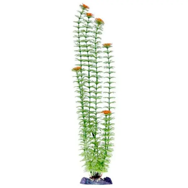 Sinker Plant Ambulia Green Super 1