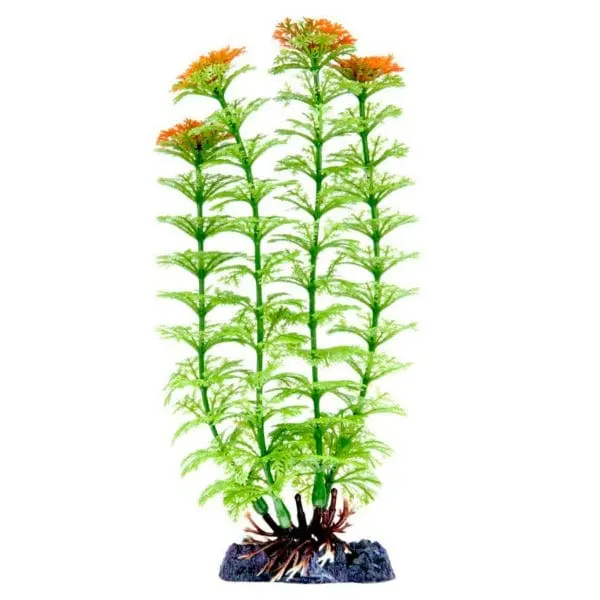 Sinker Plant Ambulia Medium 1