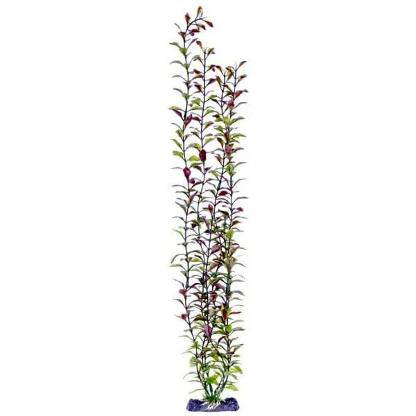 Sinker Plant Blooming Ludwigia Red Giant 1