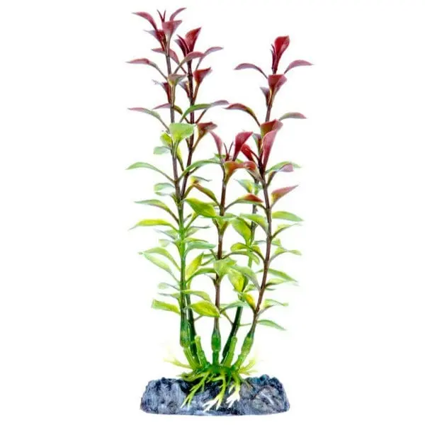 Sinker Plant Blooming Ludwigia Red Small 1