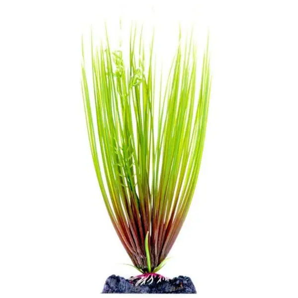 Sinker Plant Hair Grass Large 1