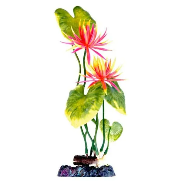 Sinker Plant Water Lily Red Large 1