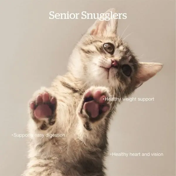 Now Fresh Turkey, Salmon & Duck Recipe Senior Dry Cat Food, 8Lb 2